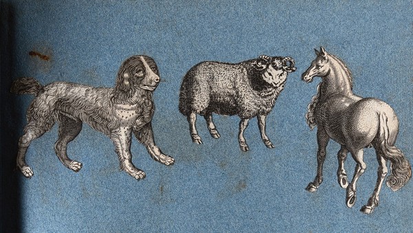 A dog, a sheep and a horse. Cut-out engraving pasted onto paper, 16--?.