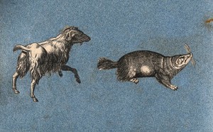 view A goat and a water rat or vole (?). Cut-out engraving pasted onto paper, 16--?.