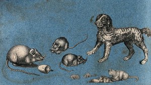 view Four mice, a cat and a dog. Cut-out engraving pasted onto paper, 16--?.