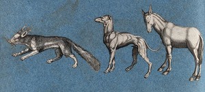 view A squirrel (?), a greyhound and a mule. Cut-out engraving pasted onto paper, 16--?.