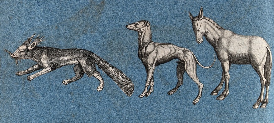 A squirrel (?), a greyhound and a mule. Cut-out engraving pasted onto paper, 16--?.