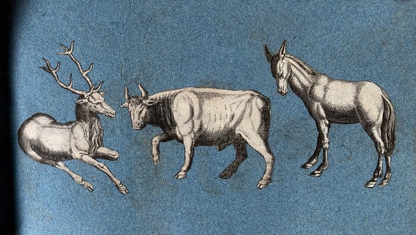 A stag, a bull and a mule. Cut-out engraving pasted onto paper, 16--?.