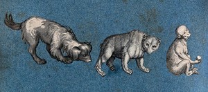 view A dog, a bear and a monkey. Cut-out engraving pasted onto paper, 16--?.