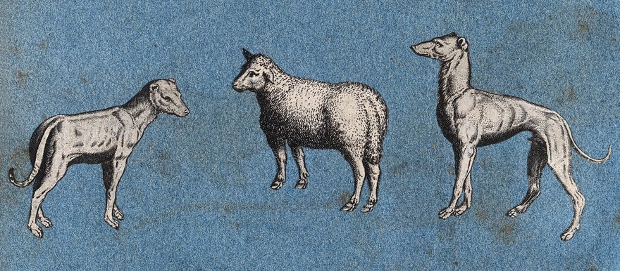 Two greyhounds and a sheep. Cut-out engraving pasted onto paper, 16--?.