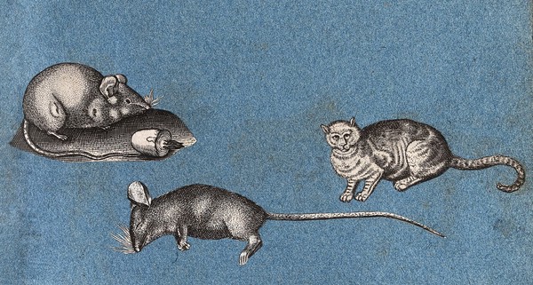 Two mice (one dead) and a cat. Cut-out engraving pasted onto paper, 16--?.