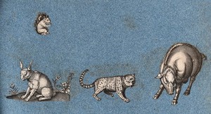 view A squirrel, a hare,, a leopard (?) and a warthog (or wild boar). Cut-out engraving pasted onto paper, 16--?.