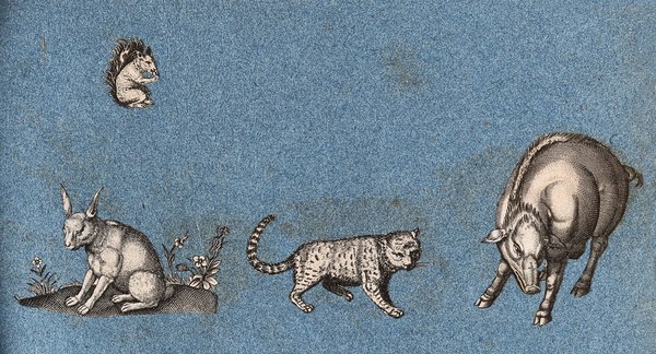 A squirrel, a hare,, a leopard (?) and a warthog (or wild boar). Cut-out engraving pasted onto paper, 16--?.