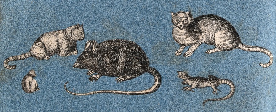 Two cats, a mouse, a monkey and a lizard. Cut-out engraving pasted onto paper, 16--?.