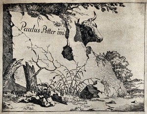 view A cow standing behind a wall. Engraving with etching, pasted onto paper, after P. Potter, ca. 1650.