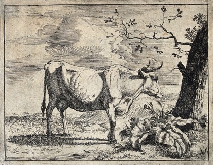 A cow in a pastoral setting. Engraving with etching, pasted onto paper, after P. Potter (?), ca. 1650.