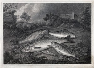 view Dead fish: five fish shown lying on the grass of a riverbank. Etching by J. Scott after J. Elmer, 1818.
