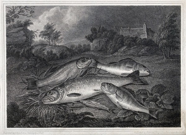 Dead fish: five fish shown lying on the grass of a riverbank. Etching by J. Scott after J. Elmer, 1818.