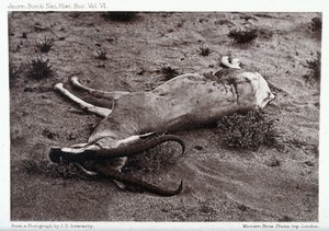 view A dead Soemmerring's gazelle. Reproduction of a photograph by J.D. Inverarity, ca. 1900.