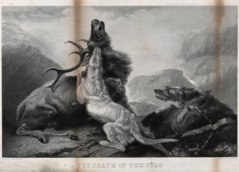 Two hunting dogs attack a stag, in a mountainous landscape. Etching by W.H. Simmons after a painting by R. Ansdell, 1840/1860?., [1840/1860?], by Richard Ansdell