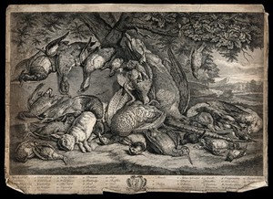 view Game animals, birds and waterfowl (23 varieties), lying dead on the ground beneath an oak tree, in a pastoral setting. Etching, by G. Van der Gucht after P.A. Rysbrack (?), 1750/1770?.