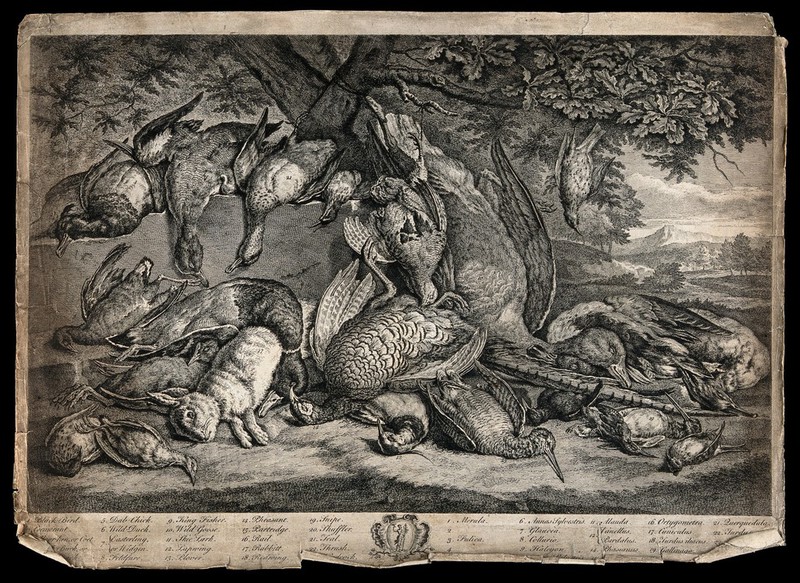 Game animals, birds and waterfowl (23 varieties), lying dead on the ground beneath an oak tree, in a pastoral setting. Etching, by G. Van der Gucht after P.A. Rysbrack (?), 1750/1770?., [1750/1770?], by Pieter Andreas Rijsbrack