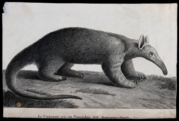 A giant anteater (Myrmecophaga tamandua). Etching.