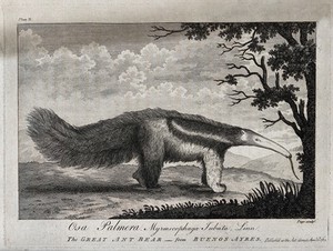 view A giant anteater (Myrmecophaga tubata). Etching by Page, ca 1780.