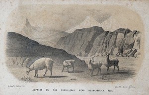 view Alpacas grazing in Peru. Lithograph by P S Duval & Co after Lieut L Gibbon, U.S.N.