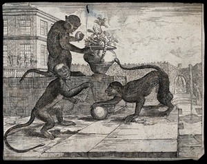 view Three monkeys playing with a ball and chain and potted plant outside a classical house. Etching.