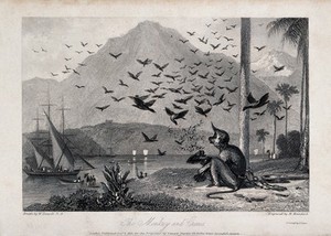 view A chained monkey being bombarded by a flock of crows as people arrive on it's land. Engraving by R Brandard, ca 1835, after W Daniell.