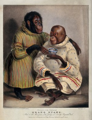 view Two orang-utans wearing clothes and drinking tea. Coloured lithograph by Day & Haghe after W Hawkins.