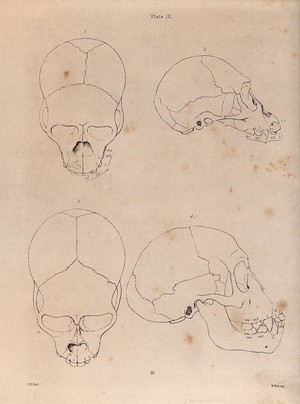 view Two higher primate skulls compared. Lithograph by G H Ford.