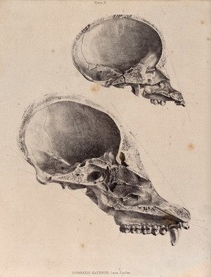 view The skulls of a female and male great ape, possibly a chimpanzee. Lithograph.