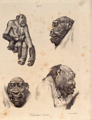 A partially skinned gorilla with various studies of the head. Lithograph by G H Ford.