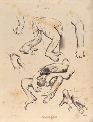 The limbs, hands and feet of a male gorilla. Lithograph by F. Robinson, 1865, after J. Wolf.