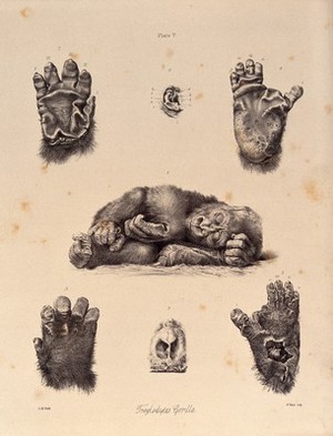 view The hands, feet, nose and ear of a gorilla. Lithograph by G H Ford.