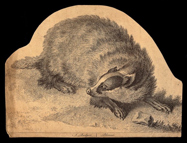 A badger (Meles vulgaris). Etching.