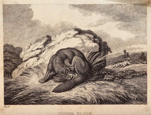 view A beaver hiding from hunters and biting off its own testicles to leave them as their catch. Etching by W.S. Howitt.