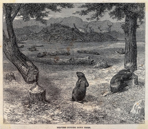 Two beavers felling trees by gnawing at the trunks. Wood engraving, ca 1862.