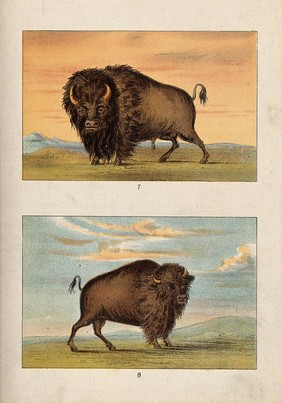 A male and female American bison or buffalo. Chromolithograph.