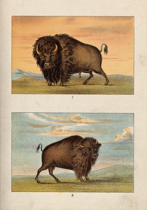 view A male and female American bison or buffalo. Chromolithograph.