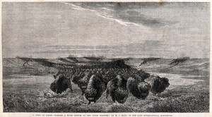 view A herd of buffalo crossing a river basin on the Upper Missouri. Wood engraving by W Thomas after W J Hays, ca 1851.