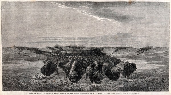 A herd of buffalo crossing a river basin on the Upper Missouri. Wood engraving by W Thomas after W J Hays, ca 1851.