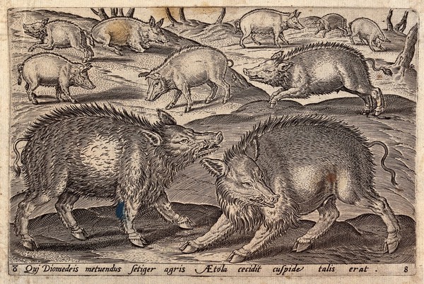 A particularly savage wild boar (Sus scrofa) fighting with another over the females behind. Engraving.