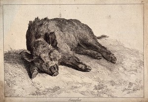 view A female wild boar resting. Etching.