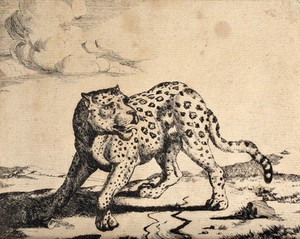 view A leopard guarding its meal. Etching by M. De Bye after P. Potter.
