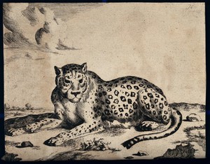 view A leopard lying on the ground. Etching by M. De Bye after P. Potter.