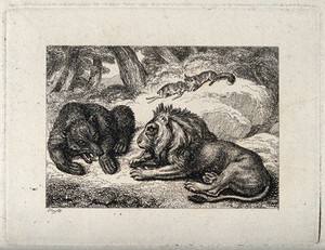 view A lion and a bear snarling at one another. Etching by W-S Howitt.