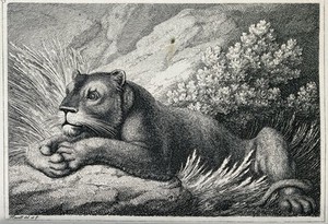 view A lioness lying in some grass. Etching by W-S Howitt after himself.