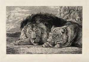 view A sleeping lion and lioness. Etching by A Lurat after J F Lewis.