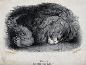 view The head and paws of a sleeping lion. Lithograph.