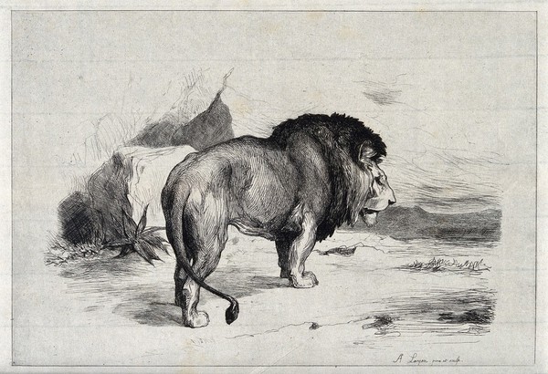 A lion (Felis leo). Etching by A Laneon after himself.