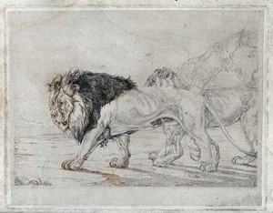 view A walking lion and lioness. Etching by J F Lewis, 1824, after himself.