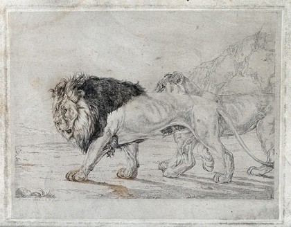 A walking lion and lioness. Etching by J F Lewis, 1824, after himself.