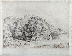 view A dead or sleeping lion. Etching by J F Lewis, ca 1824, after himself.